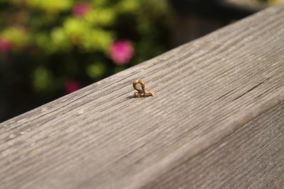 Close-up of an insect on wood