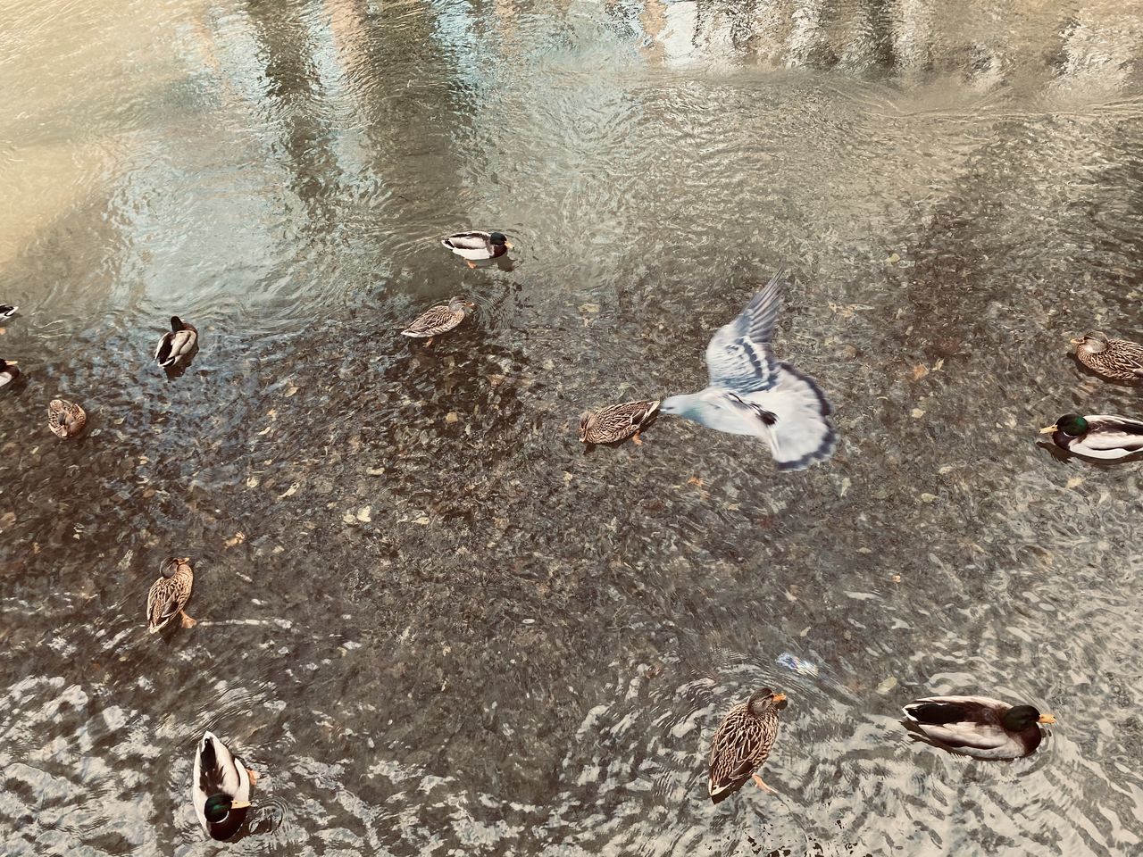 water, high angle view, day, no people, nature, beach, animal, wet, duck, animal themes, land, outdoors, animal wildlife, water bird, group of animals, sand, bird, wildlife, reflection, lake