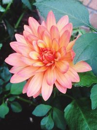 Close-up of flower blooming outdoors