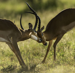 Deer fighting on field