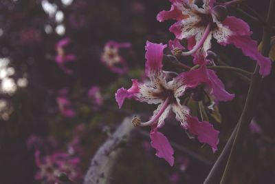 Close-up of pink flowers blooming outdoors