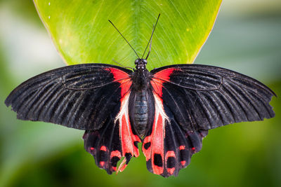 Close-up of butterfly on red flower