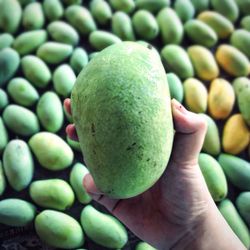 Close-up of hand holding apple