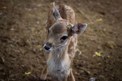 Portrait of deer standing on field