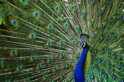 Full frame shot of peacock