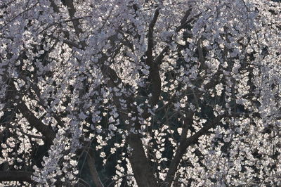 Low angle view of cherry blossom tree