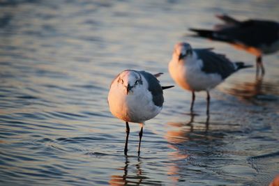 Close-up of seagull on lake