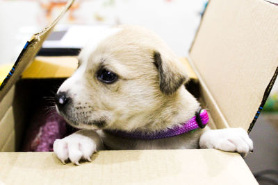 Close-up of a dog