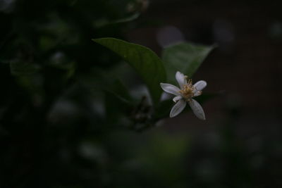 Close-up of white flowering plant