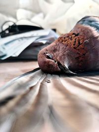 Close-up of snake sleeping on bed