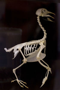 Close-up of animal skull