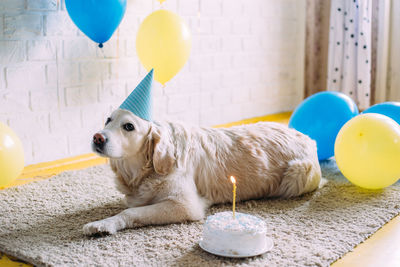 Labrador golden retriever dog celebrates birthday in a cap and with cake