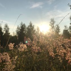 Close-up of flowers on field against sky