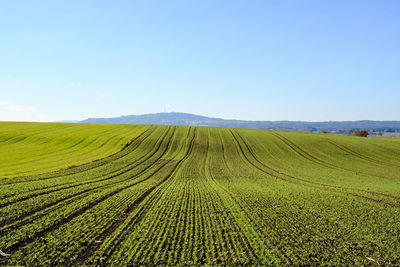 Scenic view of agricultural field against sky