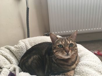 Portrait of cat sitting on bed