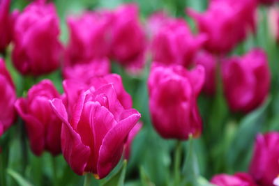 Close-up of pink tulips