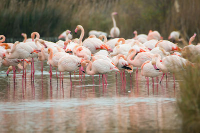 Flamingos in the camarque in southern france, wildlife provence