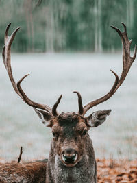 Portrait of deer