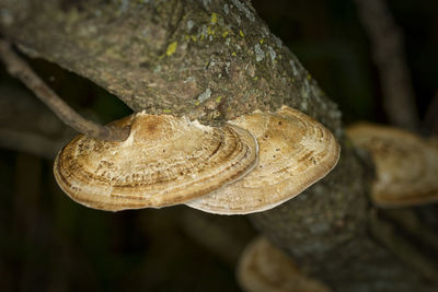 Close-up of plant against blurred background