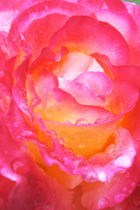 Full frame shot of water drops on pink rose