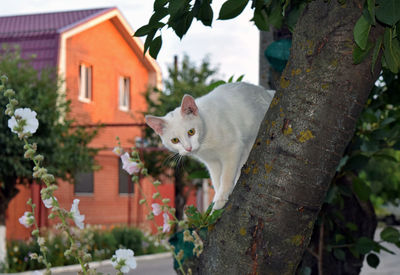 Cat on tree