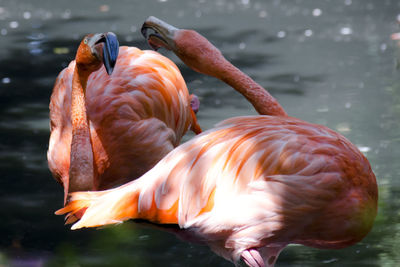 Close-up of flamingos in lake