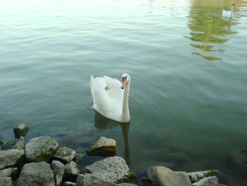 High angle view of swan swimming in lake