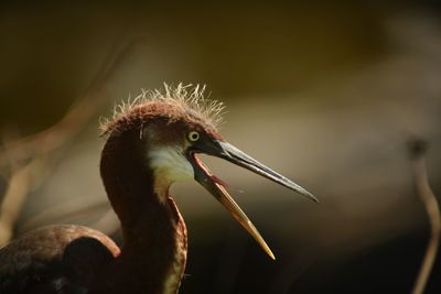 Close-up of bird perching outdoors