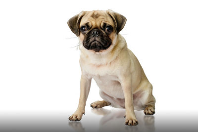 Portrait of dog sitting against white background