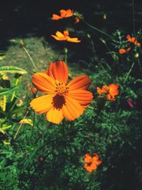 Close-up of yellow flower