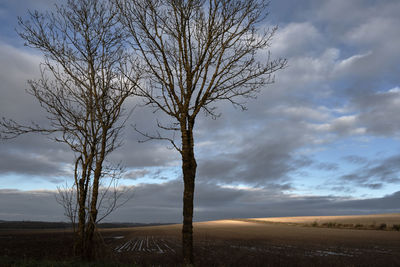 Bare tree on field against sky