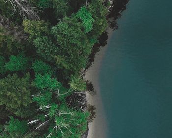 High angle view of plant on beach