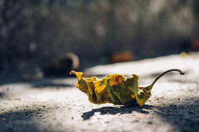 Close-up of dried leaves on street