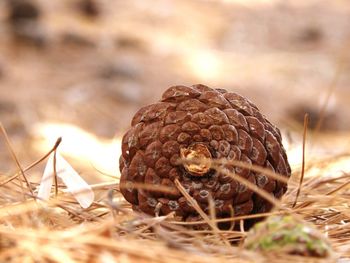 Close-up of crab on field