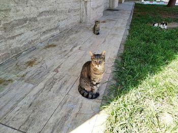 High angle view of cat sitting on grass