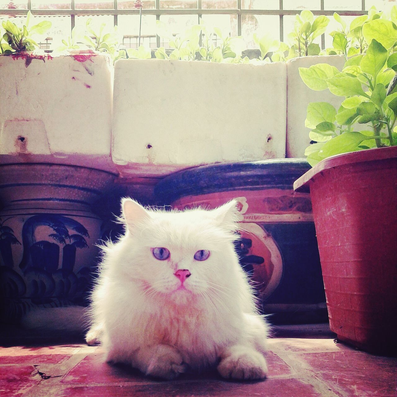 domestic cat, cat, pets, domestic animals, one animal, feline, animal themes, mammal, whisker, potted plant, looking at camera, built structure, portrait, relaxation, building exterior, sitting, architecture, house, front view, close-up