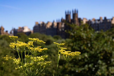 Close-up of flowering plant against clear sky