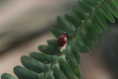 Close-up of ladybug on leaf