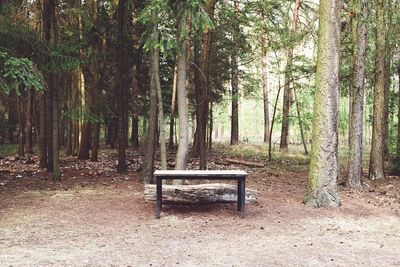 Empty bench in park