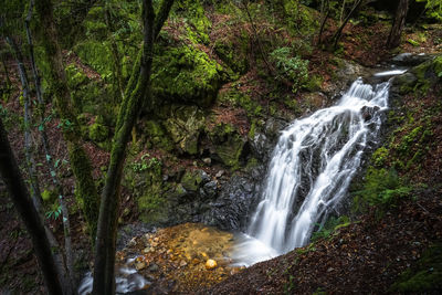 View of waterfall in forest