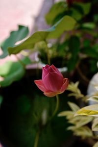 Close-up of pink rose