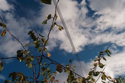 Low angle view of bird perching on tree against sky