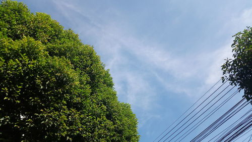 Low angle view of tree against sky