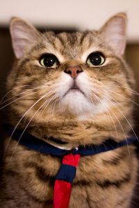 Close-up portrait of cat