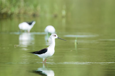 Bird perching on a lake