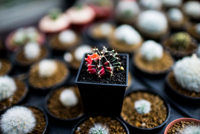High angle view of dessert on table
