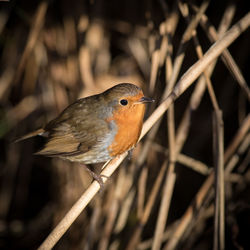 Close-up of bird perching outdoors