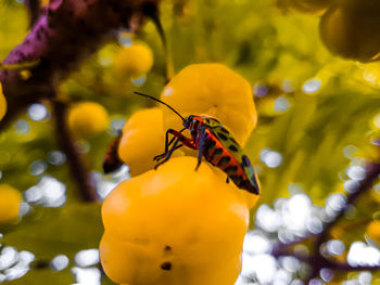 Close-up of insect on yellow flower