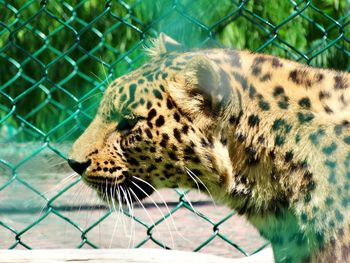 Close-up of leopard in cage at zoo
