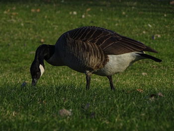 Side view of a bird on field